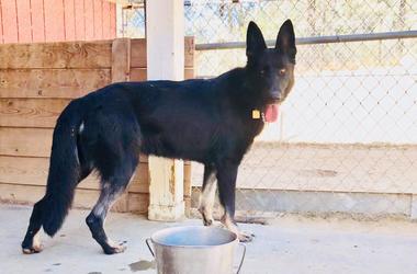 'Bear' Bear (Photo credit: Bay Area German Shepherd Rescue)