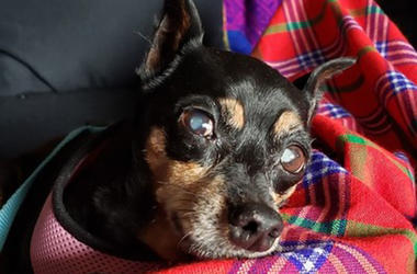 'Clever' 'Clever' (Photo credit: Muttville Senior Dog Rescue)