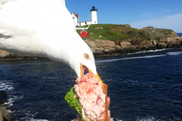 A seagull takes a bit of Jessop's lobster roll in York, Maine.