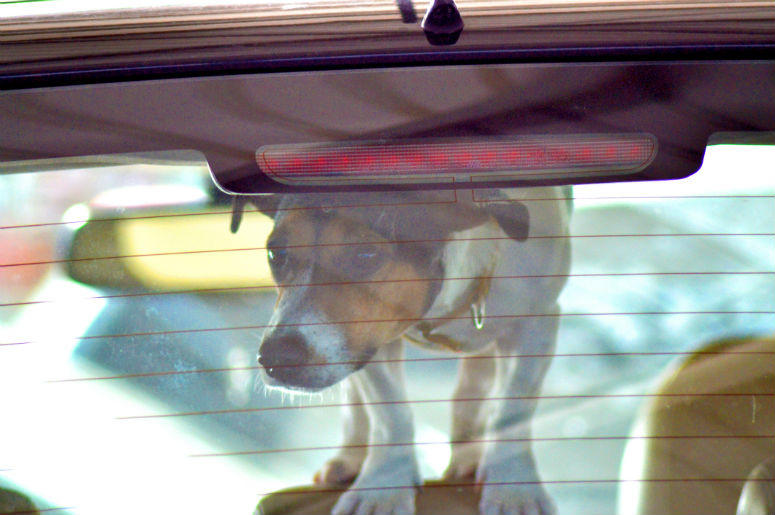 Dog in car