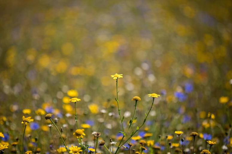 Blooming flowers