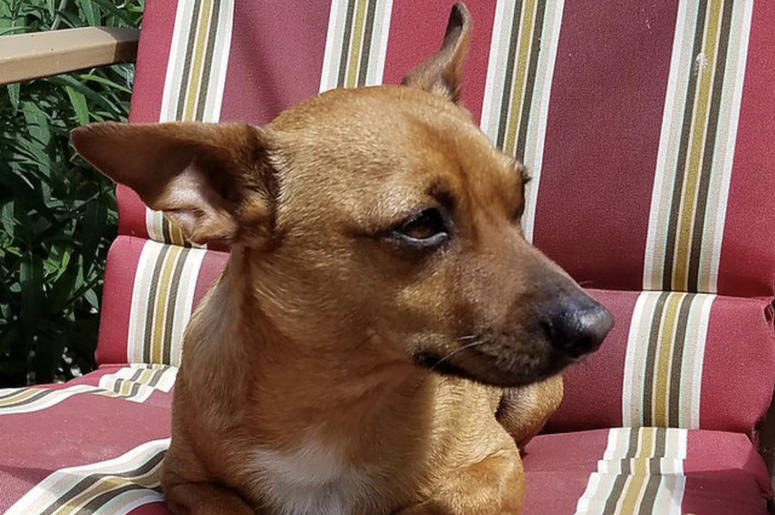 'Pinky' (Photo credit: Wonder Dog Rescue) 'Pinky'