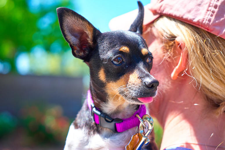 'Shirley' Shirley (Photo credit: Copper's Dream Animal Rescue)