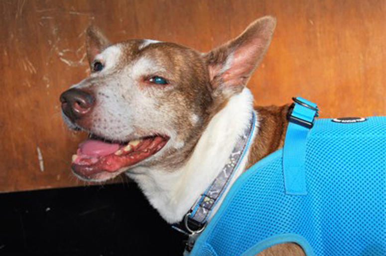 'Lincoln' 'Lincoln' (Photo credit: Muttville Senior Dog Rescue)