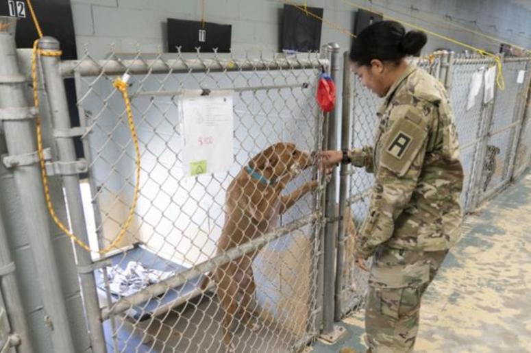 Veteran & dog