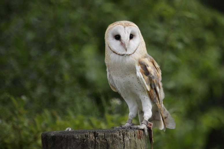 Owl, Bird, Animal Owl, Bird, Animal