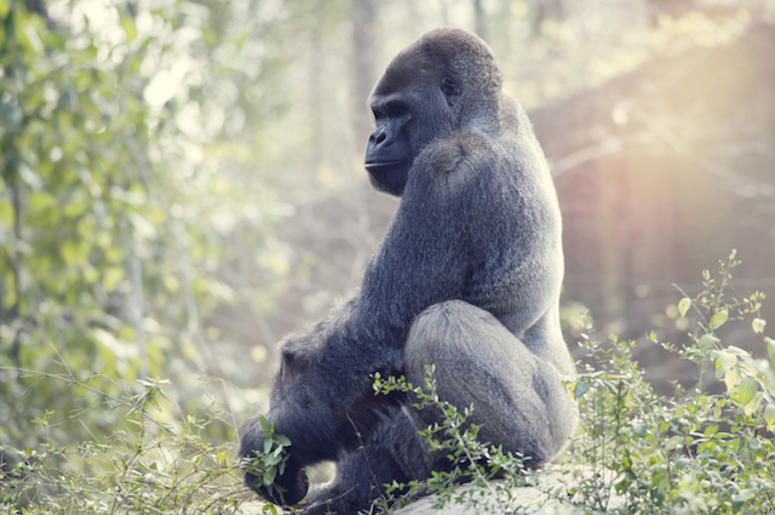 Silverback, Gorilla, Animal, Silverback, Gorilla, Animal,