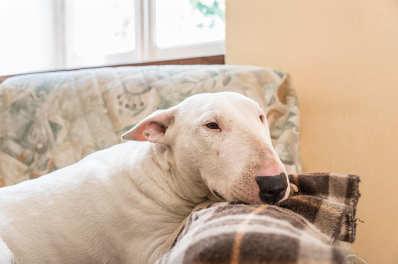 Bad Dog Kira In Couch Bad Dog Kira In Couch