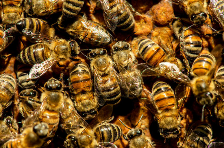Texas, local, Cleveland, Bee, attack, swarm, Sting, health, ouch,100.3 Jack FM