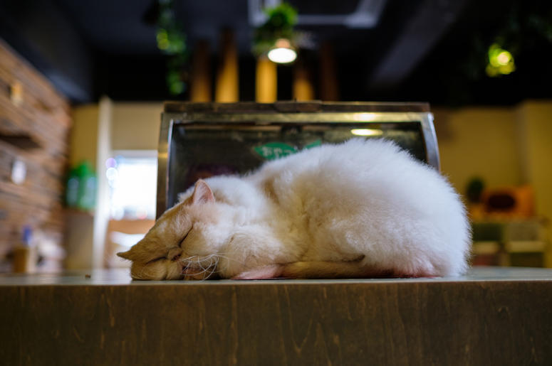 cats cats