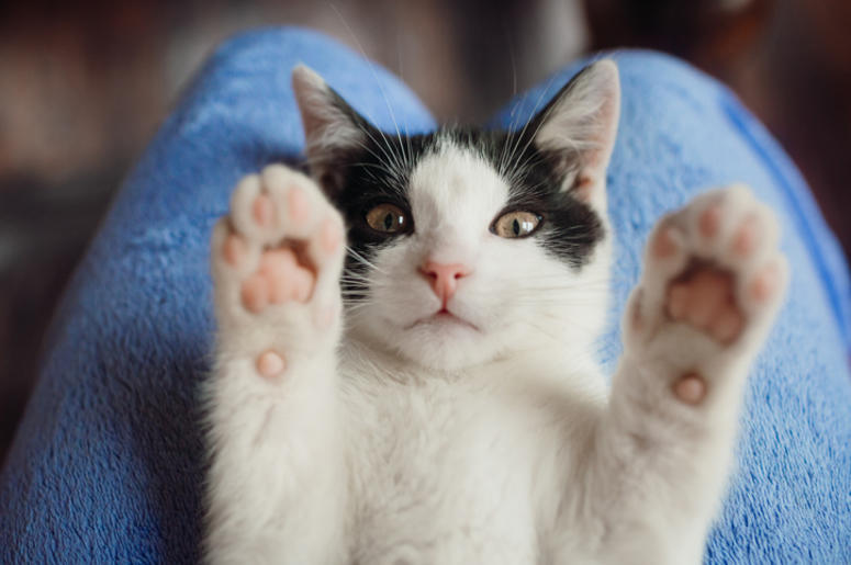 Cat Cat