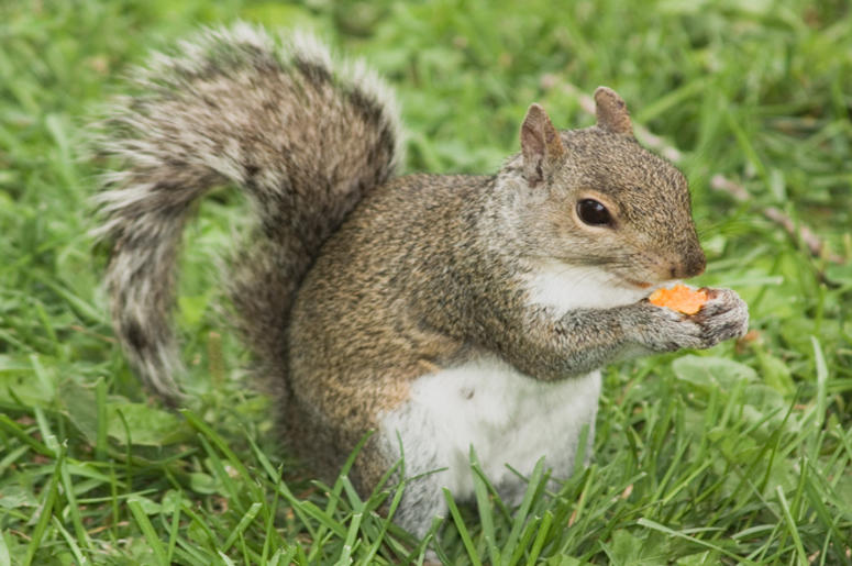 Cheetos_Squirrel Cheetos_Squirrel