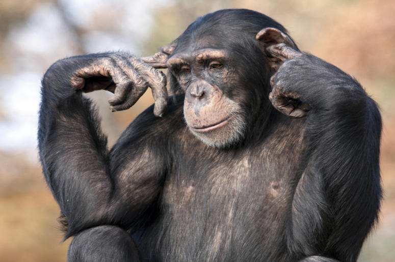 Chimpanzee Chimpanzee