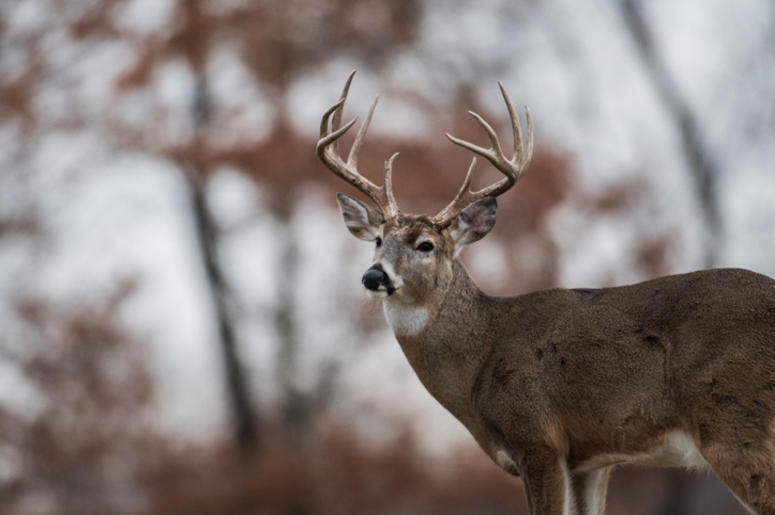 Deer Deer