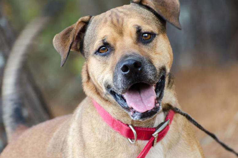 Dog Owners Are The Healthiest Dog Owners Are The Healthiest