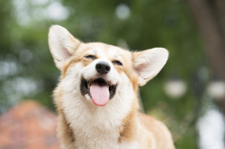 Dog Dog