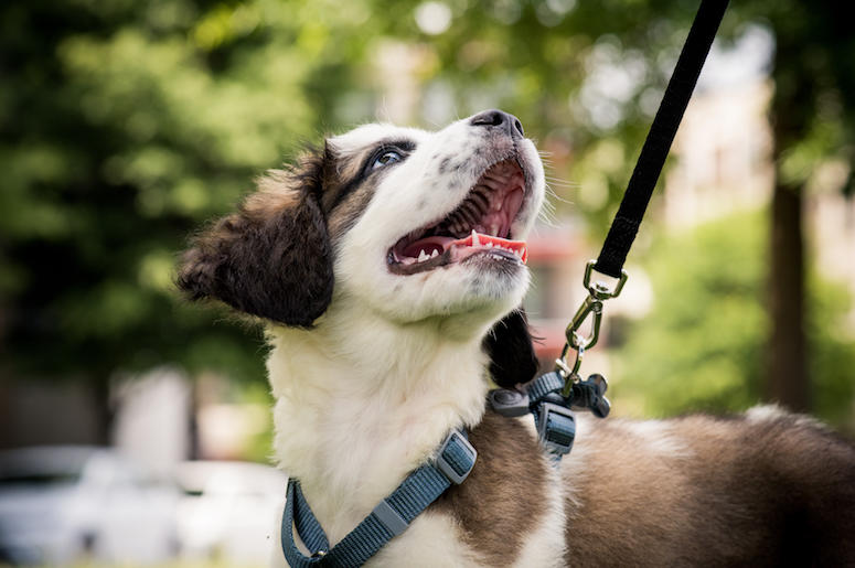 Dog, Puppy, Walk, Leash, Smile, St. Bernard Dog, Puppy, Walk, Leash, Smile, St. Bernard