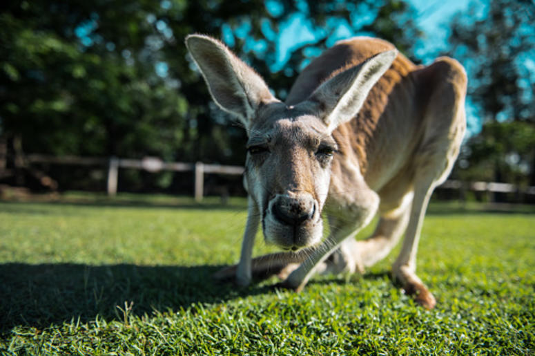 Kangaroo