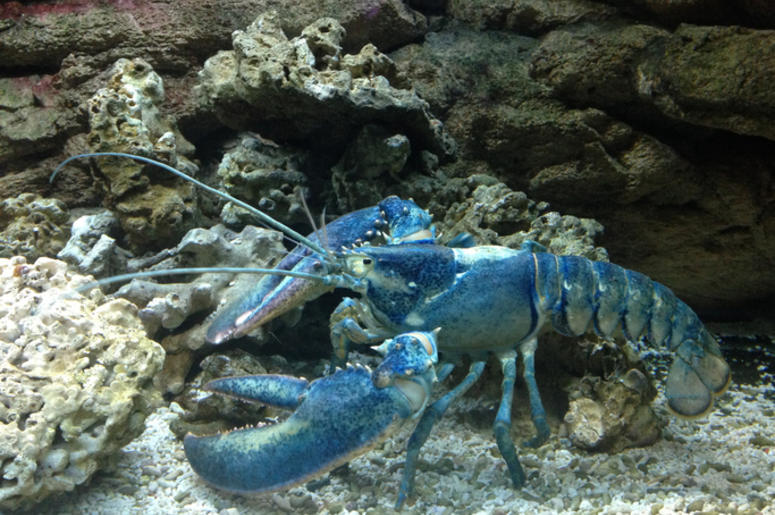 Blue Lobster