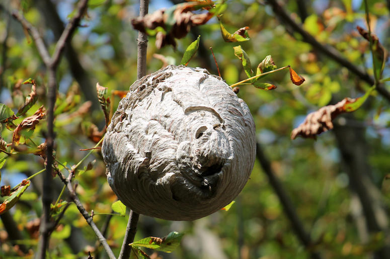 Bees, Wasps, Nest, Beehive, Tree Bees, Wasps, Nest, Beehive, Tree