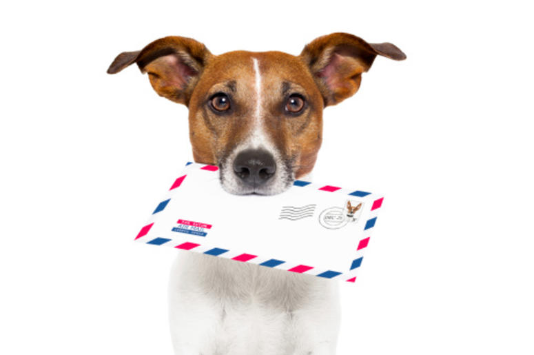 Dog with Mail