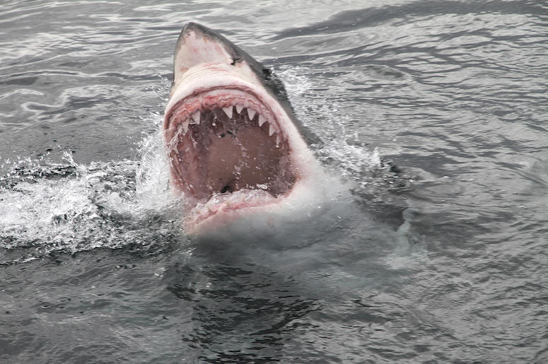 Great White, Shark, Attack, Bite, Teeth, Ocean, Spray Great White, Shark, Attack, Bite, Teeth, Ocean, Spray