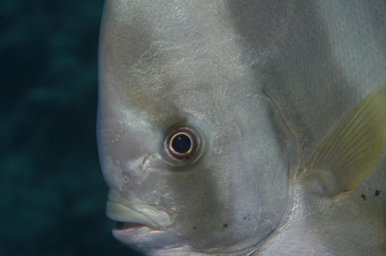 Ratfish