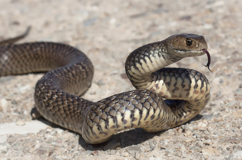 Eastern Brown Snake, Outdoors, Rock, Tongue Eastern Brown Snake, Outdoors, Rock, Tongue