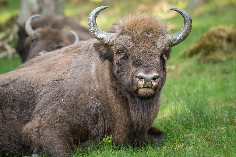 buffalo buffalo