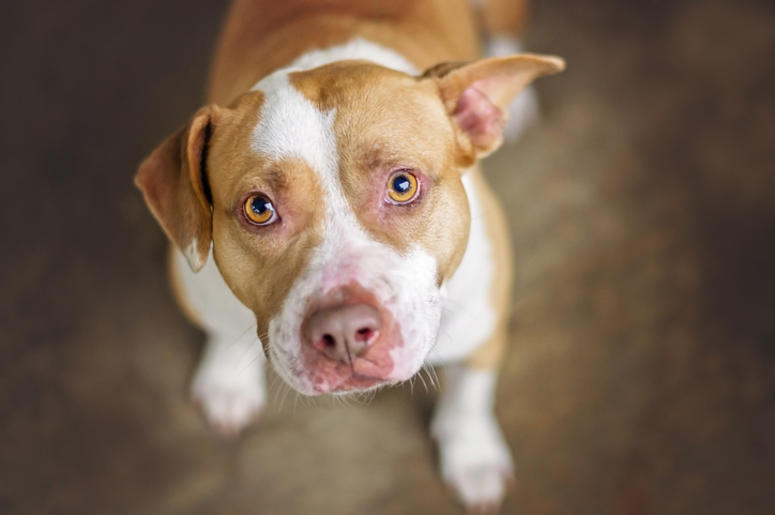 Pit Bull