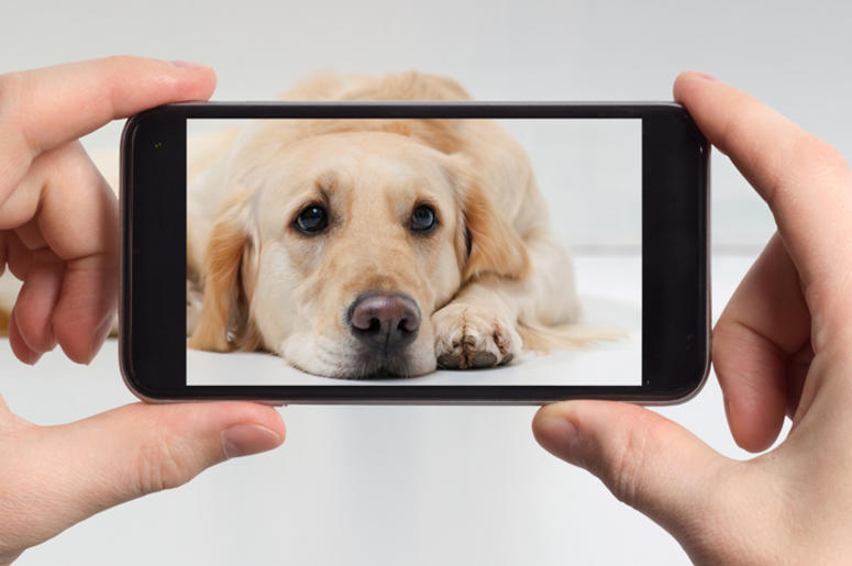 Dog on a smart phone