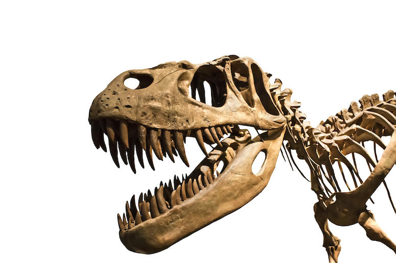 Tyrannosaurus Rex, T-Rex, Skeleton, Skull, Fossil Tyrannosaurus Rex, T-Rex, Skeleton, Skull, Fossil