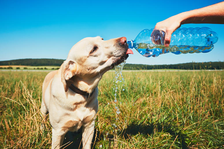 Dog drinking water