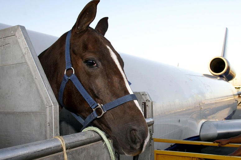Horse on a plane