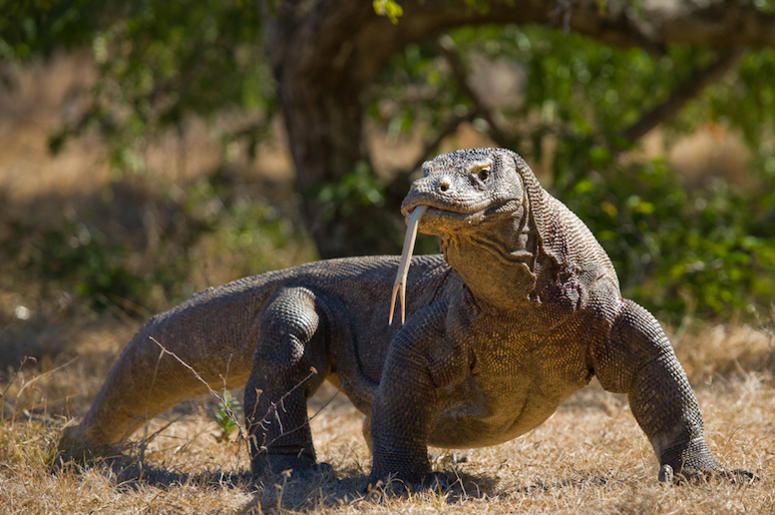 Komodo Dragon, Outdoors, Komodo National Park, Indonesia Komodo Dragon, Outdoors, Komodo National Park, Indonesia