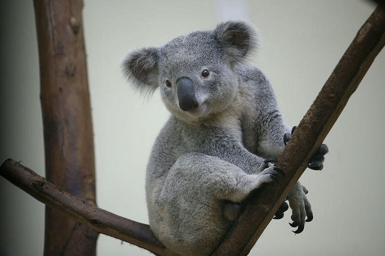 Koala Koala