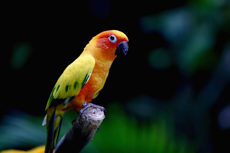 parakeet parakeet