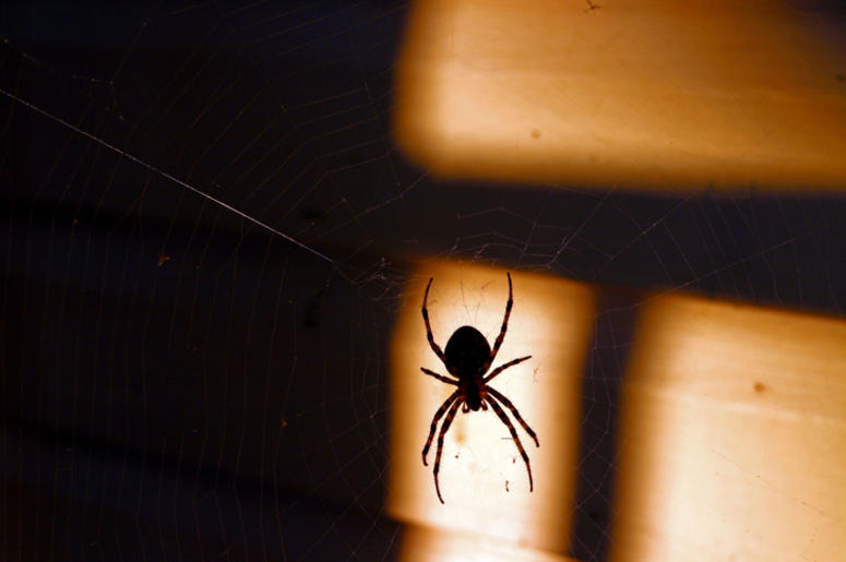 Spider