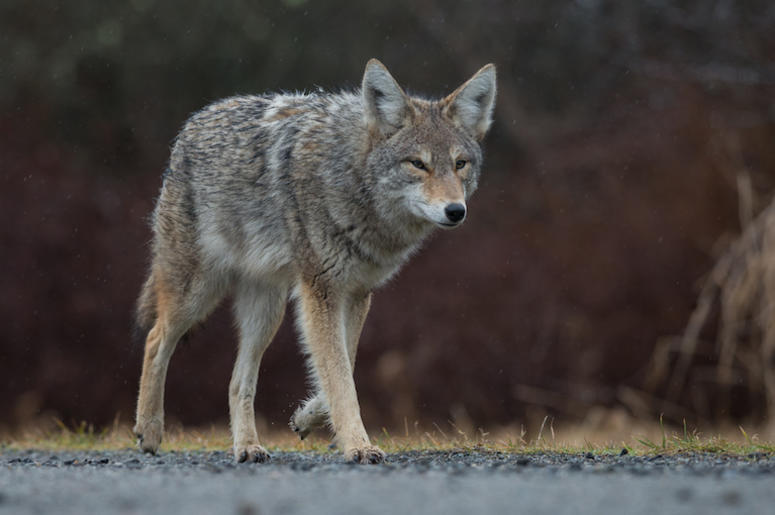 Coyote, Walking, Street, Road, Canada Coyote, Walking, Street, Road, Canada