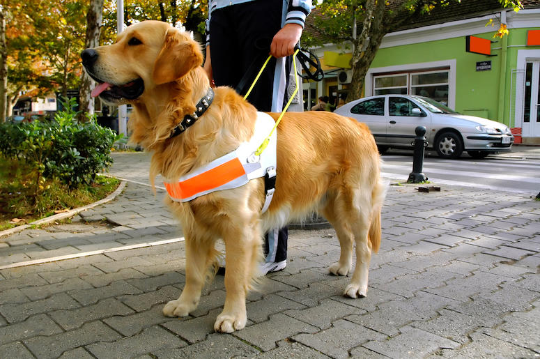 Guide Dog, Seeing Eye Dog, Blind Human, Pet, Owner, Animal, Pup, Dog, Golden Retriever Guide Dog, Seeing Eye Dog, Blind Human, Pet, Owner, Animal, Pup, Dog, Golden Retriever
