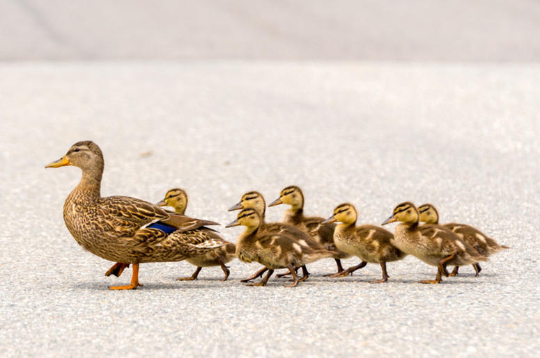 Ducklings and their mama