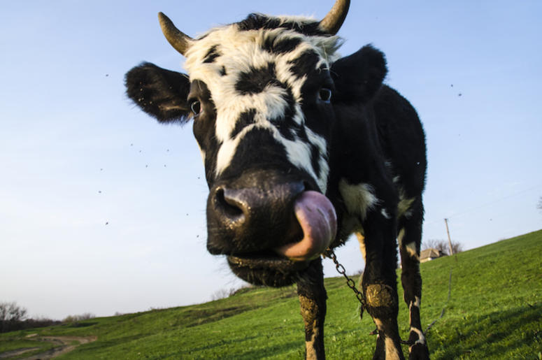 Cow, Field, Tongue, Nose, Close Up Cow, Field, Tongue, Nose, Close Up