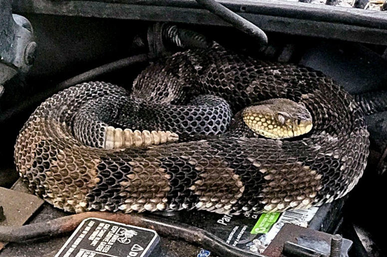rattlesnake rattlesnake