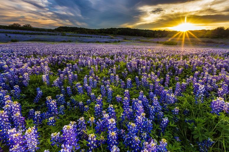 Texas Texas