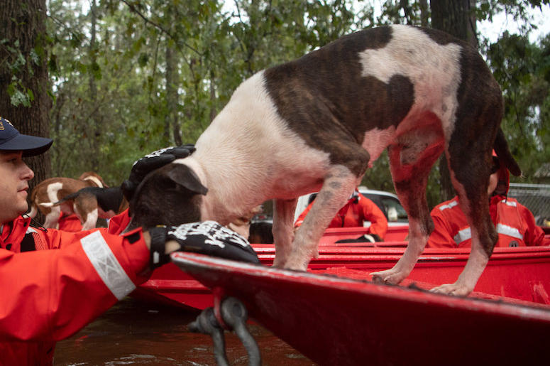 Hurricane Florence, Dogs, Coast Guard Hurricane Florence, Dogs, Coast Guard