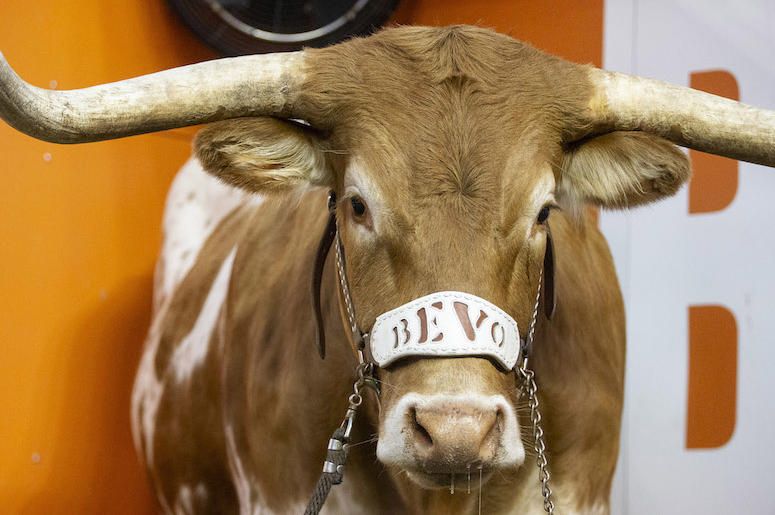 Bevo, Texas Longhorns, Mascot, 2018 Bevo, Texas Longhorns, Mascot, 2018