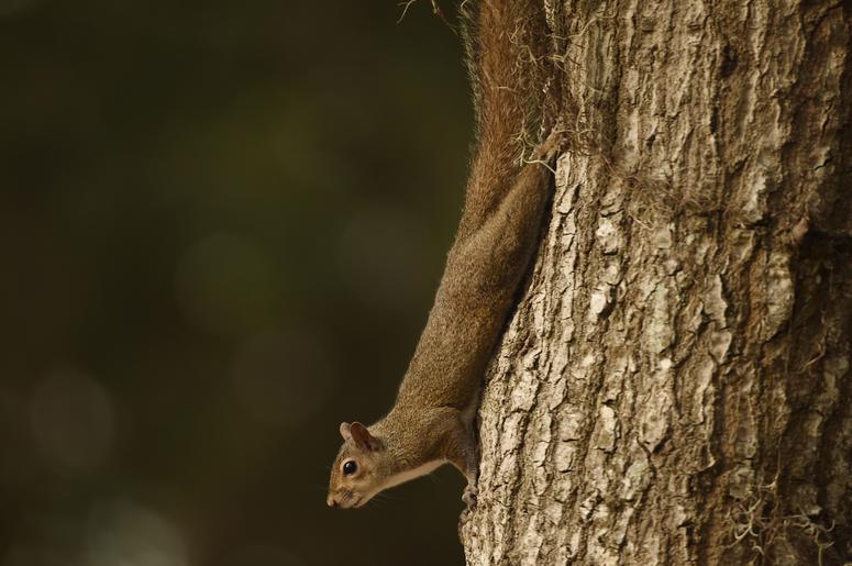 squirrel squirrel