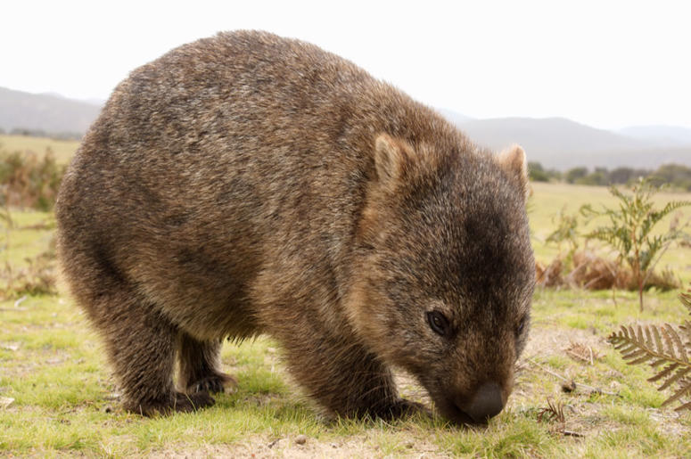 Wombat Wombat