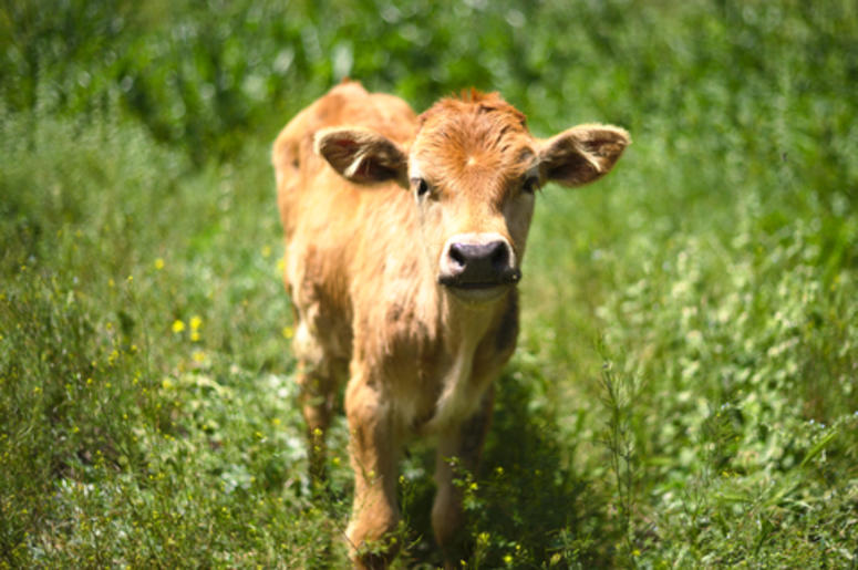 baby bull calf baby bull calf