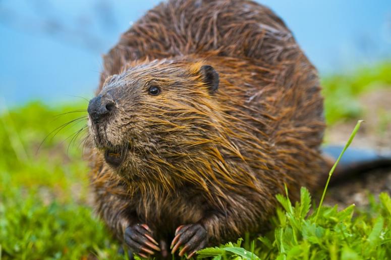 beaver beaver